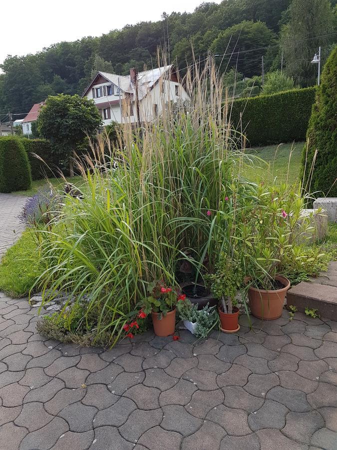 Ferienwohnung Am Rennsteig Bei Eisenach - Ilona Schmidt Wolfsburg-Unkeroda Ngoại thất bức ảnh
